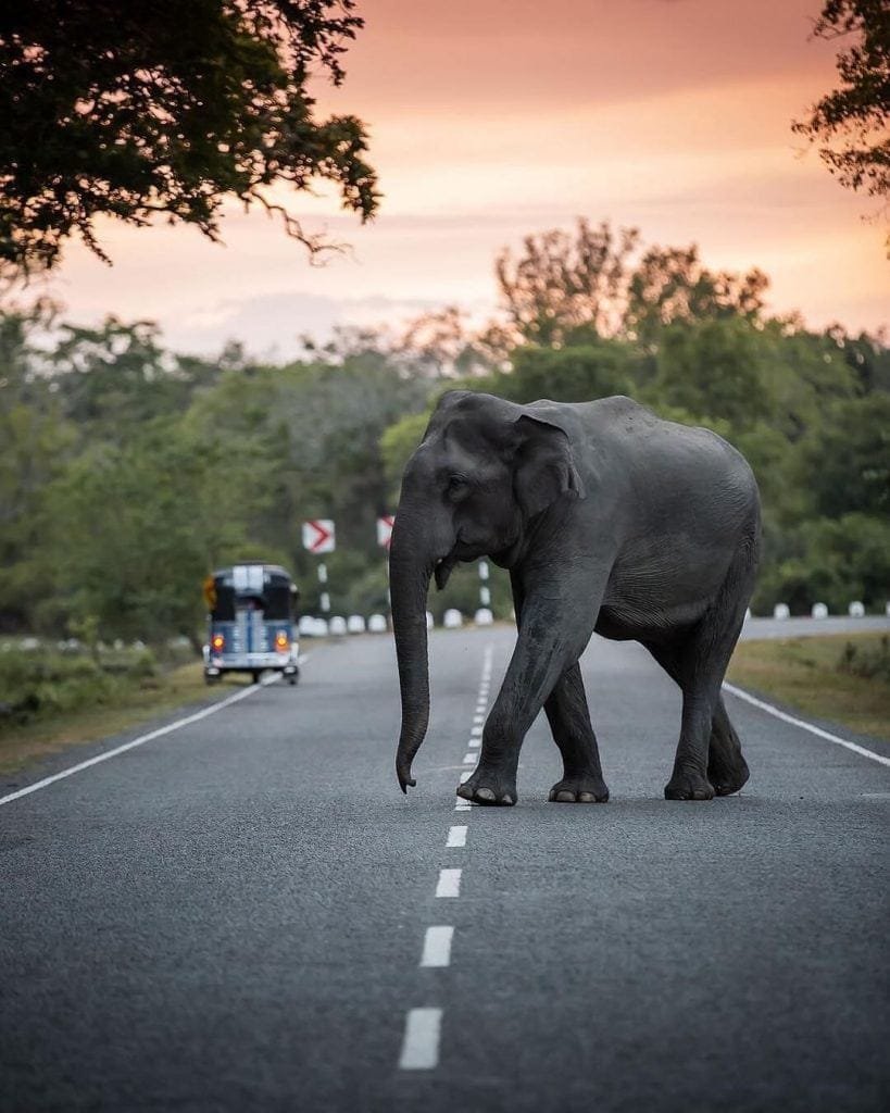 Sri Lanka elephant