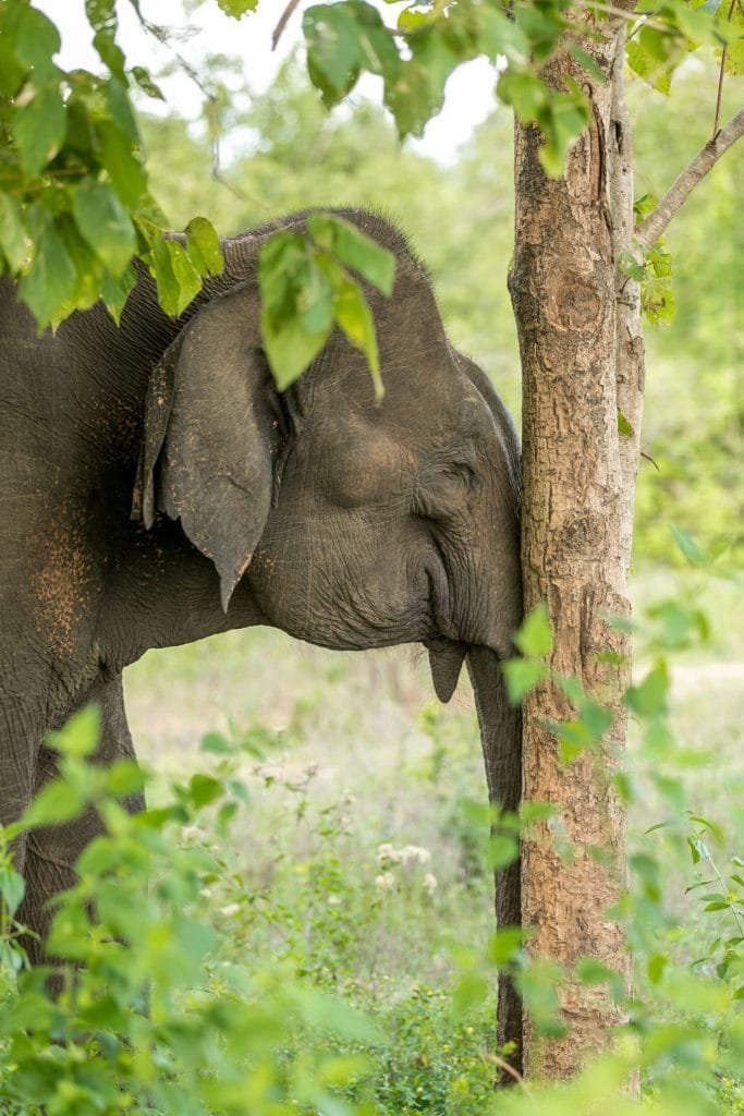 An elephant pressing it's face up against a tree in the jungle