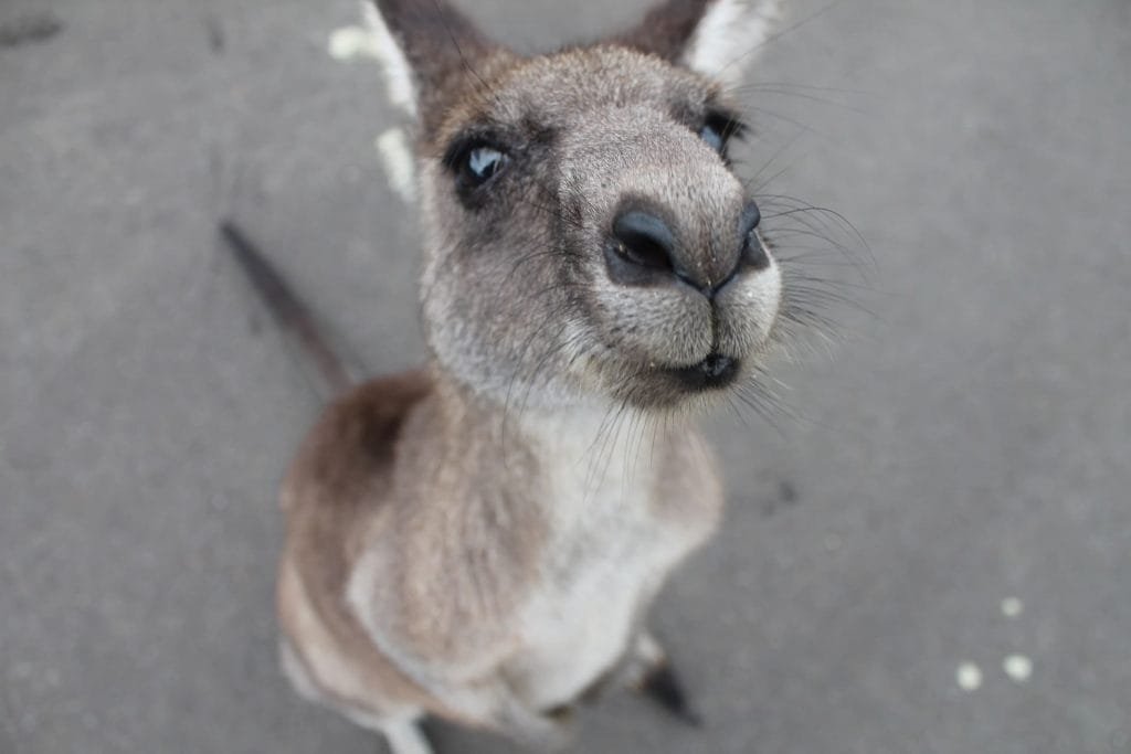 A picture of a close up picture of a kangaroo which appears to be smiling.