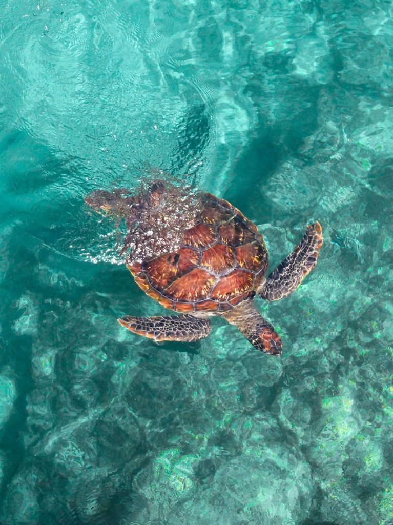 A picture of a sea turtle. Is Krabi worth visiting? Yes!