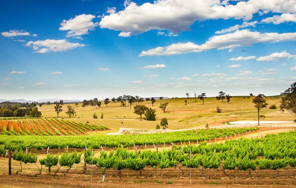 Lush green vineyard rows under a blue sky with fluffy clouds in Hunter Valley, Australia, showcasing the scenic wine-producing region which is one of the best day trips from Sydney.
