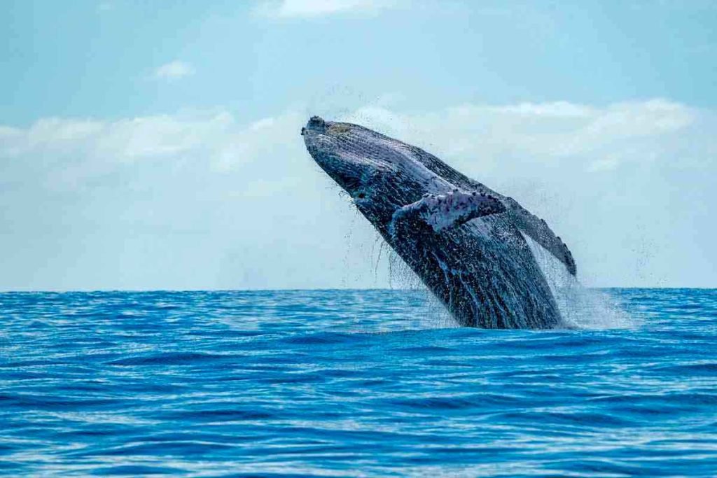 A humpback whale is making a dynamic breach out of the deep blue ocean with water cascading off its massive body against a clear sky. Whale watching is one of the best things to do in Ahangama