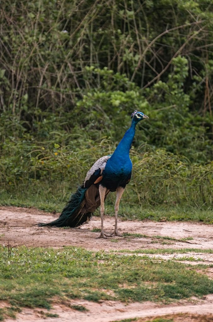 A majestic peacock standing on a dirt path with its long tail trailing, set against a lush green backdrop of dense foliage
