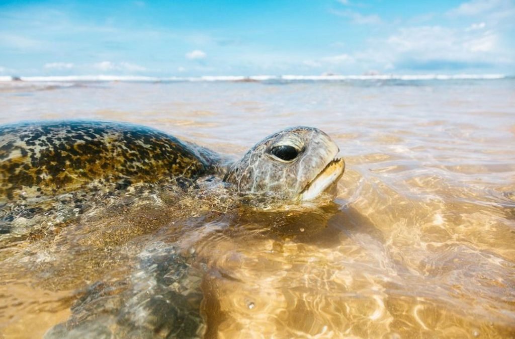 Close-up of a sea turtle's head above water, with its eyes gently open and the sandy seabed visible through the clear sea. You can see turtles at many of the beaches in Unawatuna.