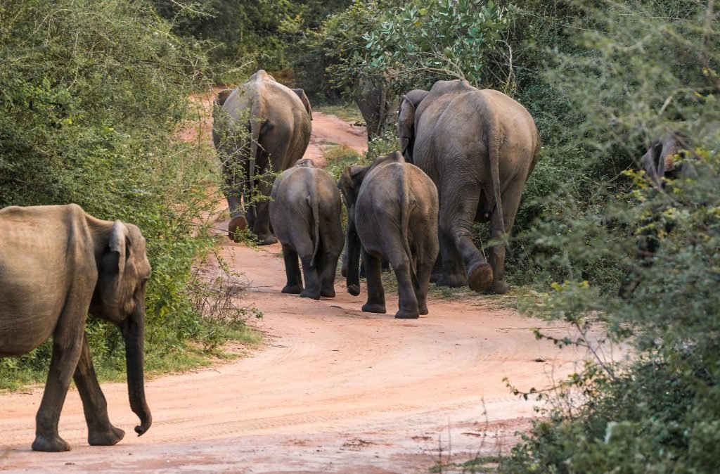 A herd of elephants gently trekking along a dirt path through dense foliage, in their natural habitat. Taking an elephant safari is one of the best things to do in Sigiriya.