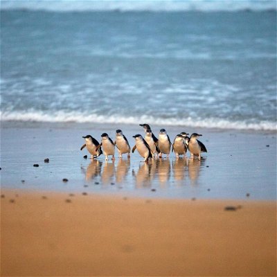 Watch the cute little penguins at Phillip Island
