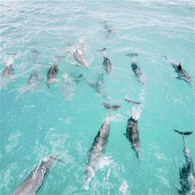 Spot Dolphins in the beautiful Jervis Bay