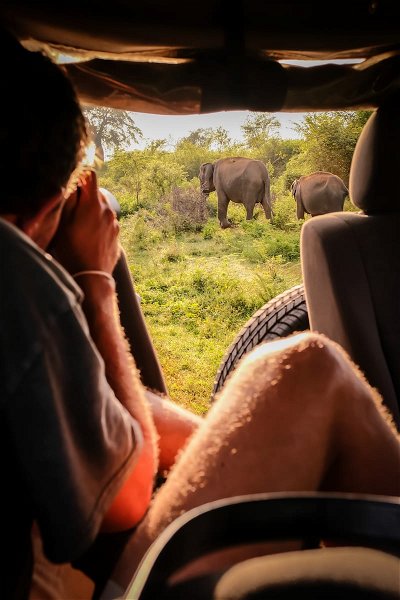 Spot wild elephants on an open jeep safari in Udawalawe