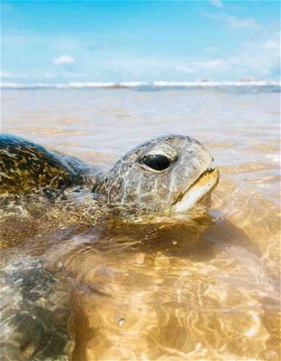 Search for giant sea turtles on the South Coast