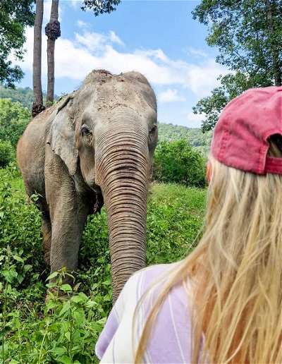 Share a special moment hand-feeding elephants